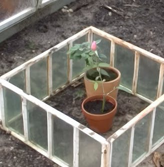 roser stiklinger roser stiklinger